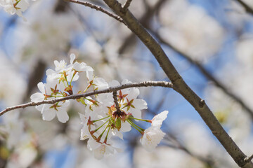 white cherry blossoms, spring scenery