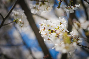 white cherry blossoms, spring scenery