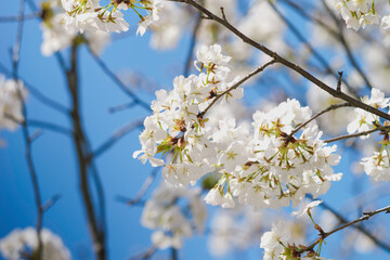 Blue sky and white cherry blossoms, spring scenery