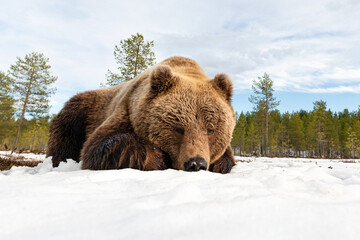 Big brown bear resting on snow at spring