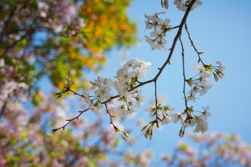 Blue sky and white cherry blossoms, spring scenery
