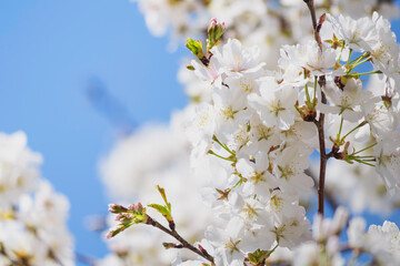 Blue sky and white cherry blossoms, spring scenery