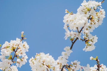 Blue sky and white cherry blossoms, spring scenery