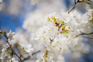 Blue sky and white cherry blossoms, spring scenery