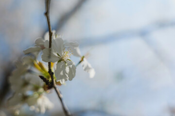 Blue sky and white cherry blossoms, spring scenery