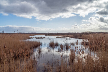 Fototapeta premium Reedbed and pond in a wetland nature reserve