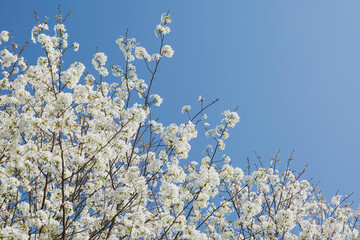 Blue sky and white cherry blossoms, spring scenery