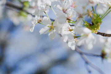 Blue sky and white cherry blossoms, spring scenery