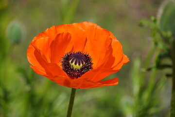Fototapeta premium Klatschmohn im Carl Linnaeus Park in Uppsala