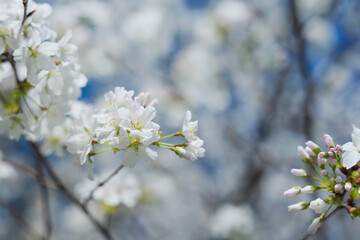 Blue sky and white cherry blossoms, spring scenery