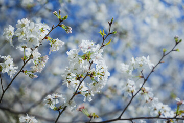 Obraz premium Blue sky and white cherry blossoms, spring scenery