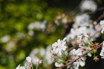 white cherry blossoms, spring scenery
