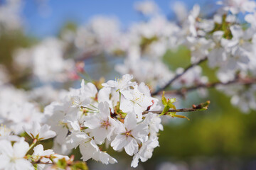white cherry blossoms, spring scenery