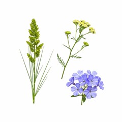 Herbal Harmony: A Trio of Nature's Remedies