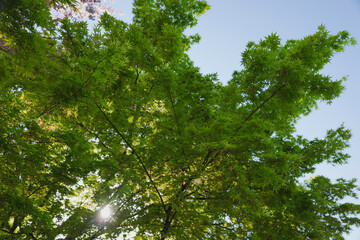 Spring, green maple leaves, crisp landscape