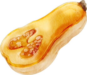 watercolor butternut squash