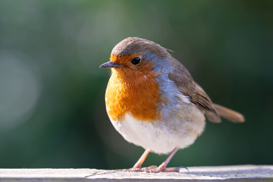 Round Robin
