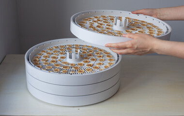 Hands holding tray of sliced bananas made in home dehydrator. Concept of homemade healthy snacks,...
