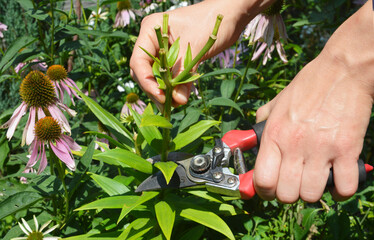 Gardener deadheading a lily plant.
