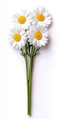Obraz premium Close up view of four white daisies with yellow centers, arranged in a small bouquet with green stems against a white background