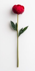 Obraz premium Single dark red peony flower with green stem and leaves against a white background. Simple, elegant floral image