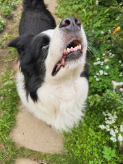 Pet activity. Dog outdoors. Cute puppy dog border collie walking on park. Pet dog walking in summer day outdoors. Funny emotional dog having playful mood. Love for pets friendship companion pet care