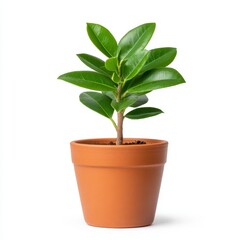 Fototapeta premium Small green plant in a terracotta pot against a white background. The plant has vibrant green leaves and a slender brown stem. The pot is speckled
