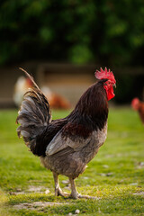 Hen in a farmyard (Gallus gallus domesticus)