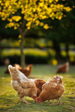 Hen in a farmyard (Gallus gallus domesticus)