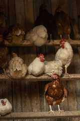Hen in a farmyard (Gallus gallus domesticus)
