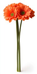 Close up of three coral orange gerbera daisies with green centers, stems, and white background. Studio shot of vibrant flowers