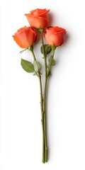 Obraz premium Three coral colored roses with green stems and leaves on a white background, viewed from above
