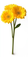 Naklejka premium Three vibrant yellow gerbera daisies on a single stem against a bright white background. The flowers are fully bloomed, showcasing their delicate