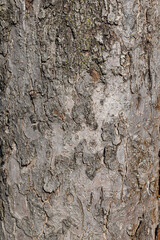 Tree trunk texture. Pine bark close-up, tree bark background