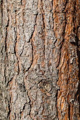 Tree trunk texture. Pine bark close-up, tree bark background