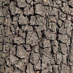 Tree trunk texture. Pine bark close-up, tree bark background