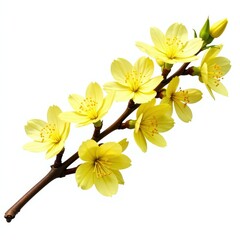Twisted twig displays clusters of pale yellow blooms, nature, isolated