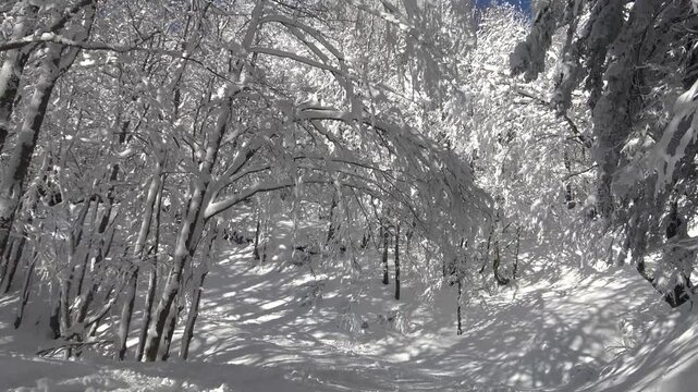 Alberi innevati in un bosco dopo una nevicata