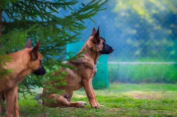 Belgian shepherd malinois puppy sitting on the grass. Selective focus on the dog