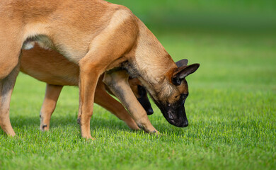 Two young belgian shepherd Malinois playing on green grass in the garden. Selective focus.