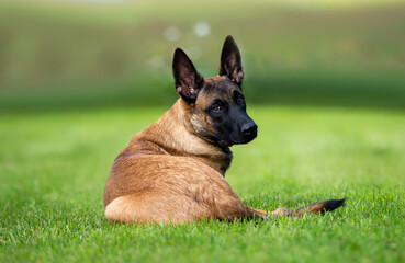 Portrait of a purebred belgian shepherd malinois dog outdoors in summer.