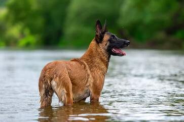 Belgian shepherd dog swimming in the river. Selective focus on the dog