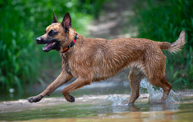 Belgian shepherd malinois Dog running in the water of a river and splashing water.
