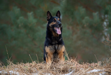 German shepherd dog on a walk in the winter in a nice day