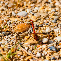 Sympetrum striolatum, common darter, on a sunny summer day