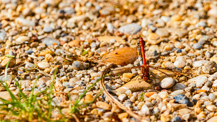 Sympetrum striolatum, common darter, on a sunny summer day