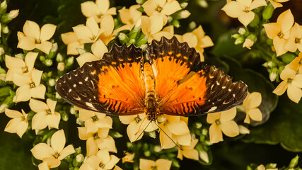 Macro of an exotic butterfly on a sunny summer day