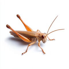 Fototapeta premium Close up of a brown grasshopper on a white background. The insect's details are clearly visible, including its legs, antennae, and body texture