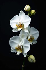 Fototapeta premium Delicate white flower branch isolated on dark background, orchids, phalaenopsis