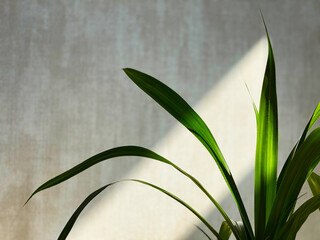 house plant